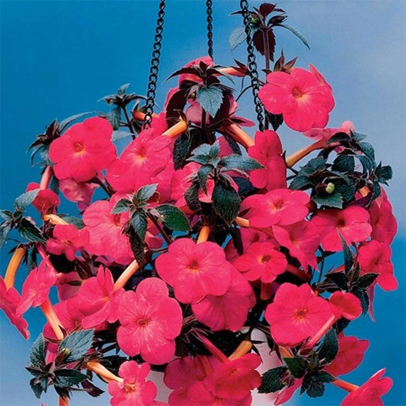 Achimenes Rosy Red